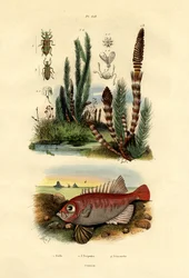 Prêle des champs